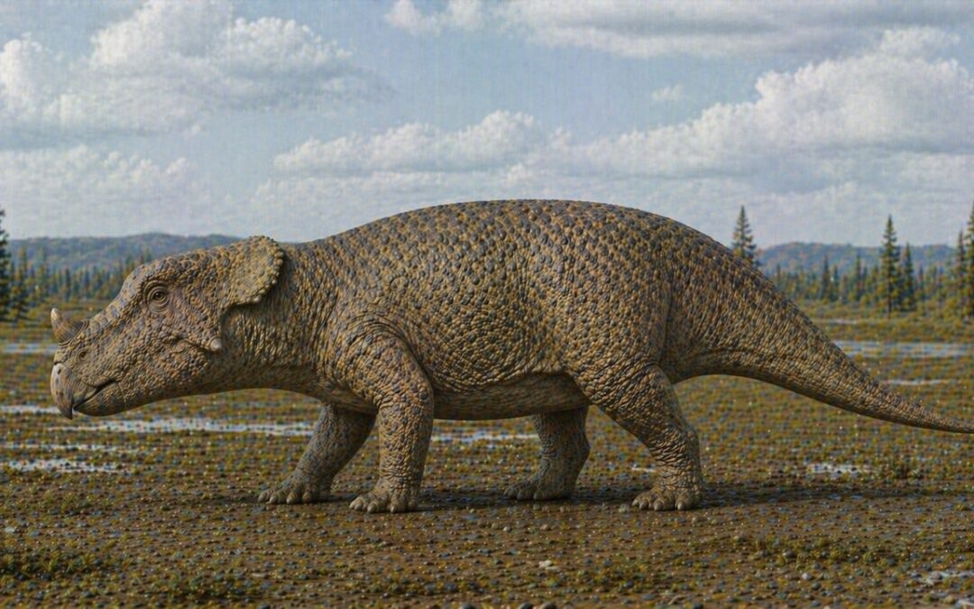 Avaceratops — Pikkuinen sarvidinosaurus