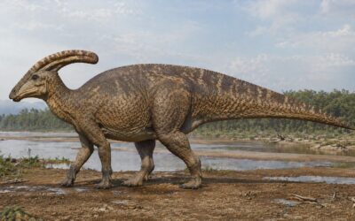 Charonosaurus — Kiinan torviharjainen ankannokkainen