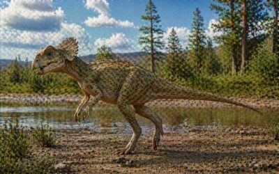 Leptoceratops — Sirokasvoinen pikkuceratopsi