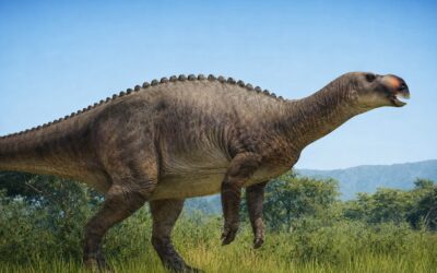 Muttaburrasaurus — Australian ankannokkainen