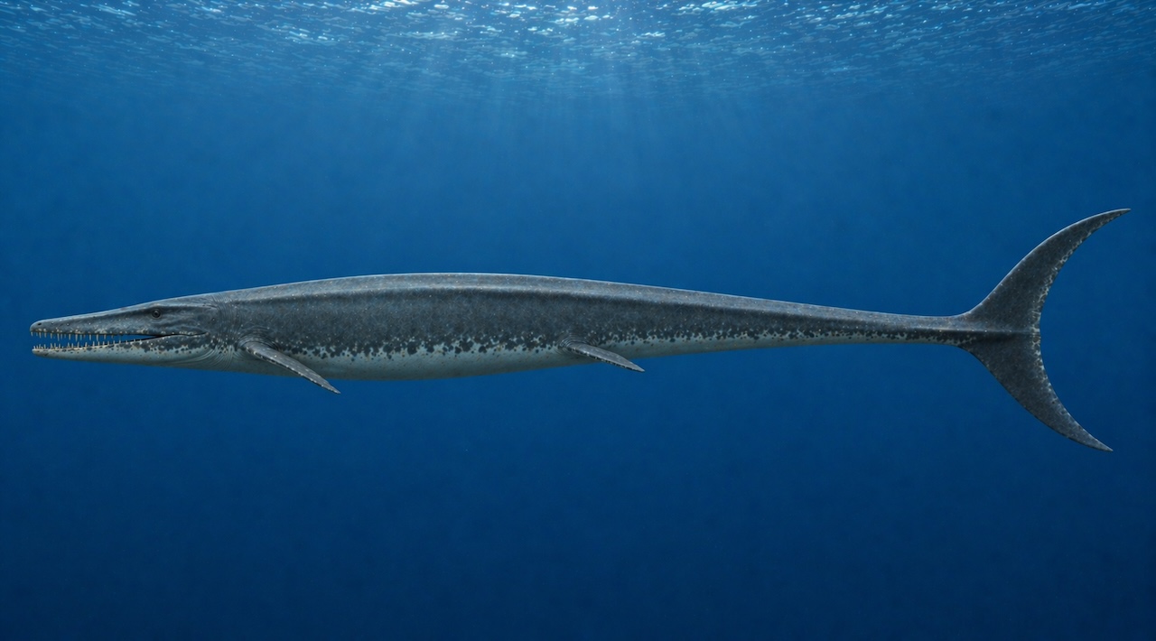 Plotosaurus