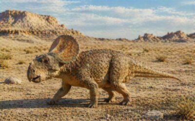Protoceratops — Ensimmäiset sarvikasvot