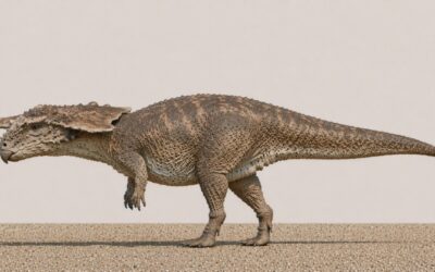 Texacephale – Teksasinpää