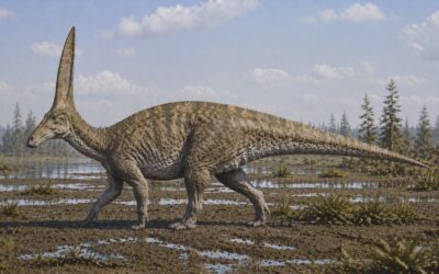 Velafrons — Meksikon ankannokkainen