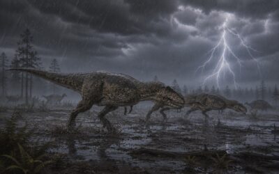 Albertosaurus — Kanadan tyrannosauri