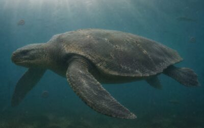 Archelon — Suurin merikilpikonna koskaan