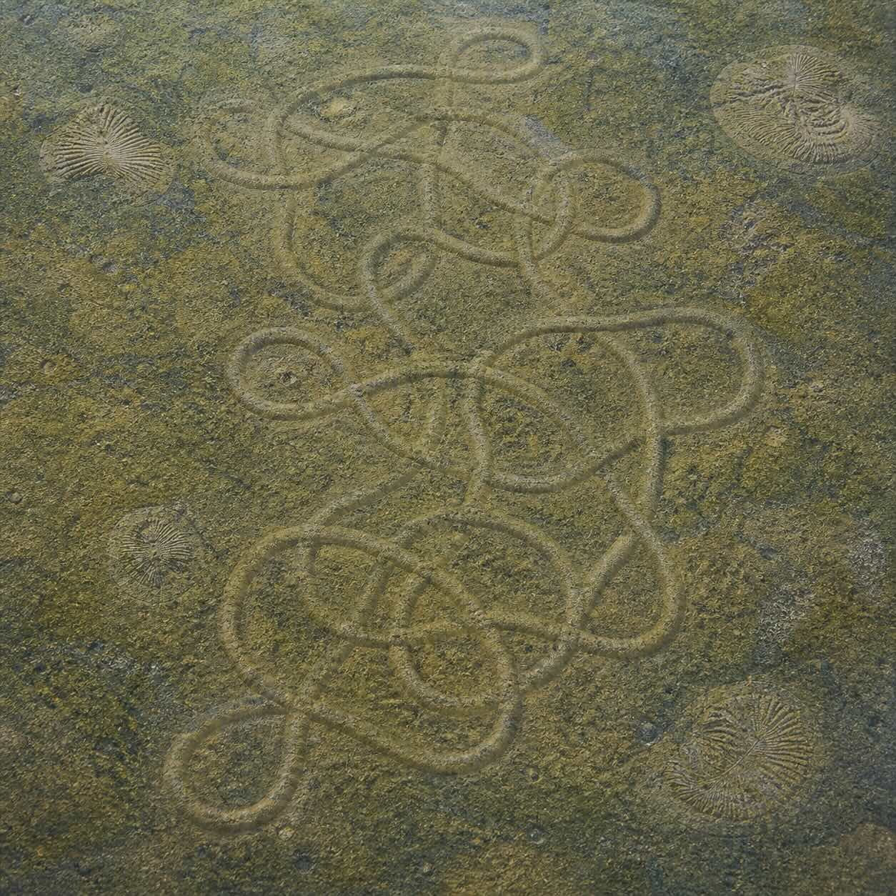 Plexus ricei — kaartuva putkiolento Ediacaran merenpohjalla, Etelä-Australian fossiilipinta