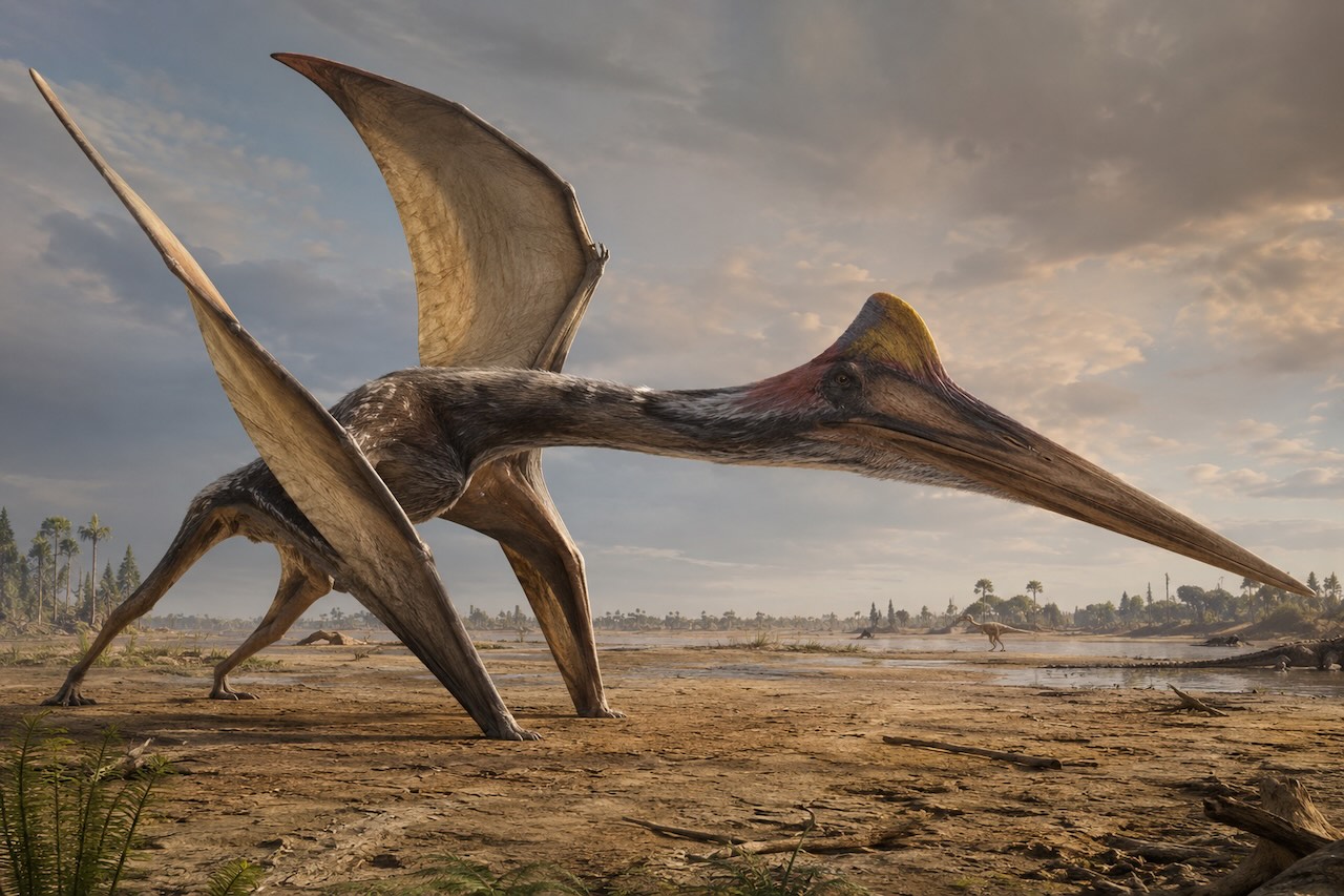Quetzalcoatlus valmistautuu lähtöön quadrupedaalisesti — neljä raajaa maassa, etujäsenten lihakset jännittyneenä
