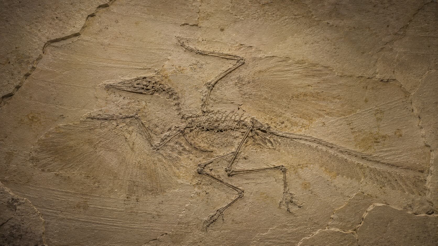 Archaeopteryxin fossiili Solnhofenin hienojakoisessa kalkkikivessä, höyhenten jäljet näkyvissä