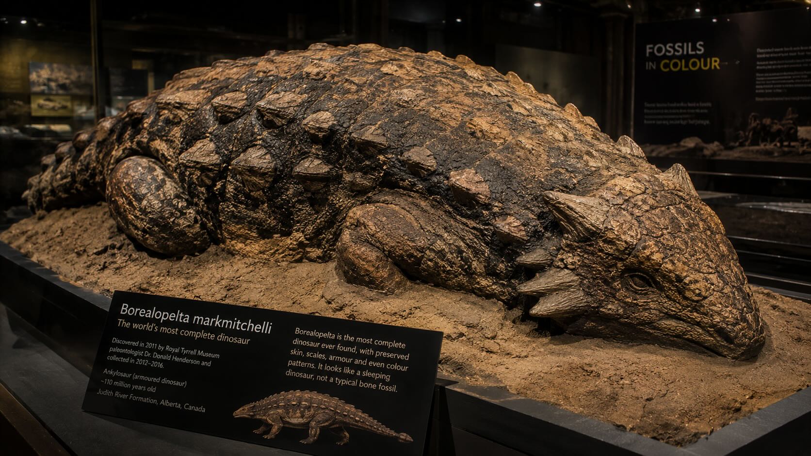 Borealopelta markmitchelli – nodosauruksen muumio Royal Tyrrell Museumissa, Drumheller, Alberta, Kanada