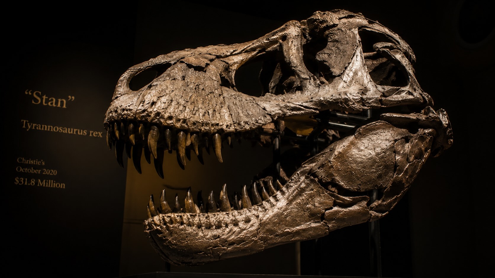 Stan T. rex -fossiili museonäyttelyssä