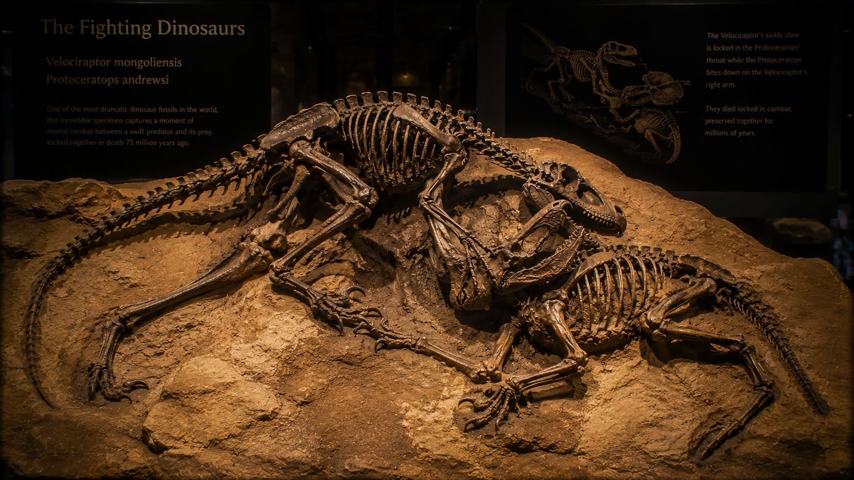 Taistelevat dinosaurukset – Velociraptor mongoliensis ja Protoceratops andrewsi taistelussa, Central Museum of Mongolian Dinosaurs, Ulaanbaatar, Mongolia