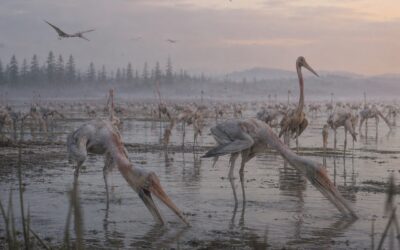Pterodaustro — Flamingomainen suodatinsyöjäpterosauri