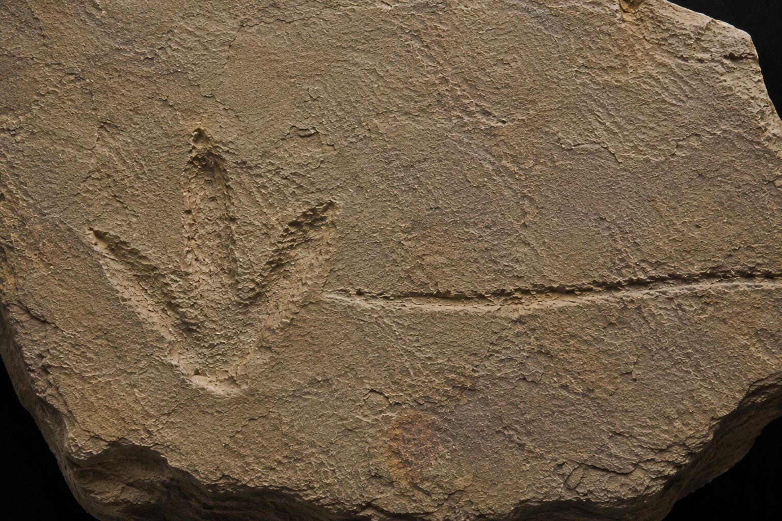Australian vanhin dinosaurusjälki