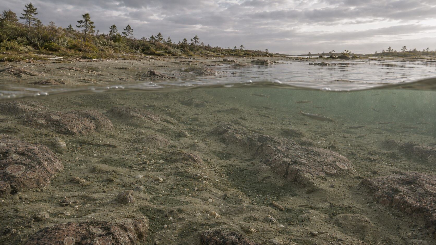Ahvenanmaan mesotsoiset sedimentit